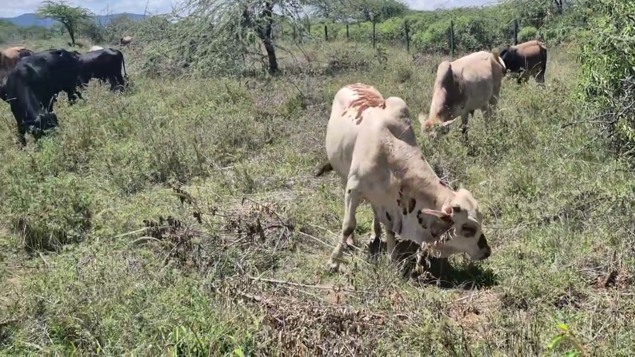 Laamarai Boran Bulls 