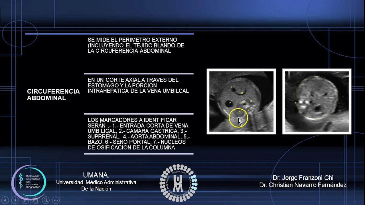 biometria fetal por trimestres