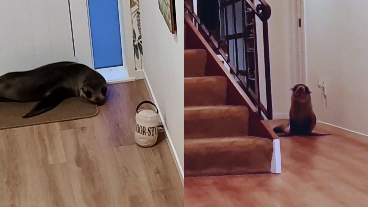 Seal Breaks Into New Zealand Home