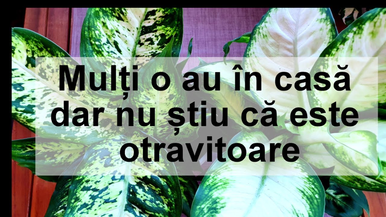 Multi o au in casa dar nu stiu ca este otravitoare