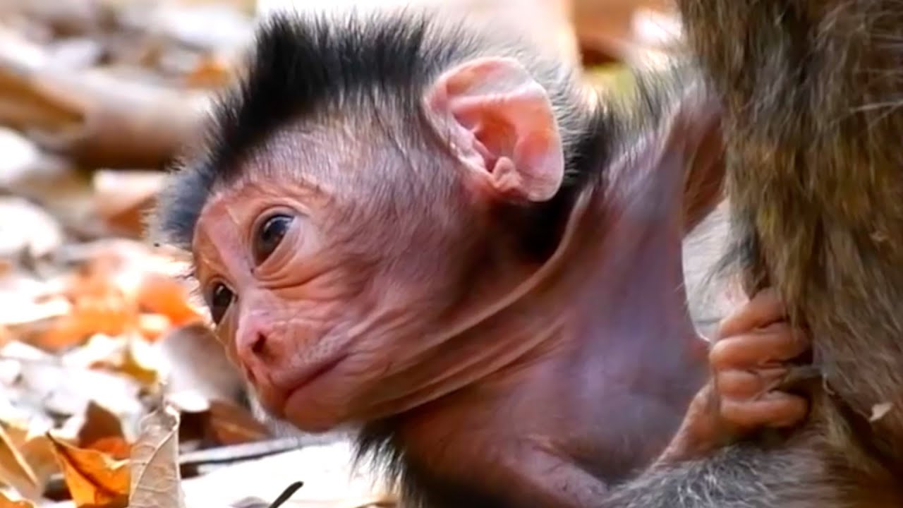 Tiny Baby Monkey Really Needs Mommy's Warm Care, AW