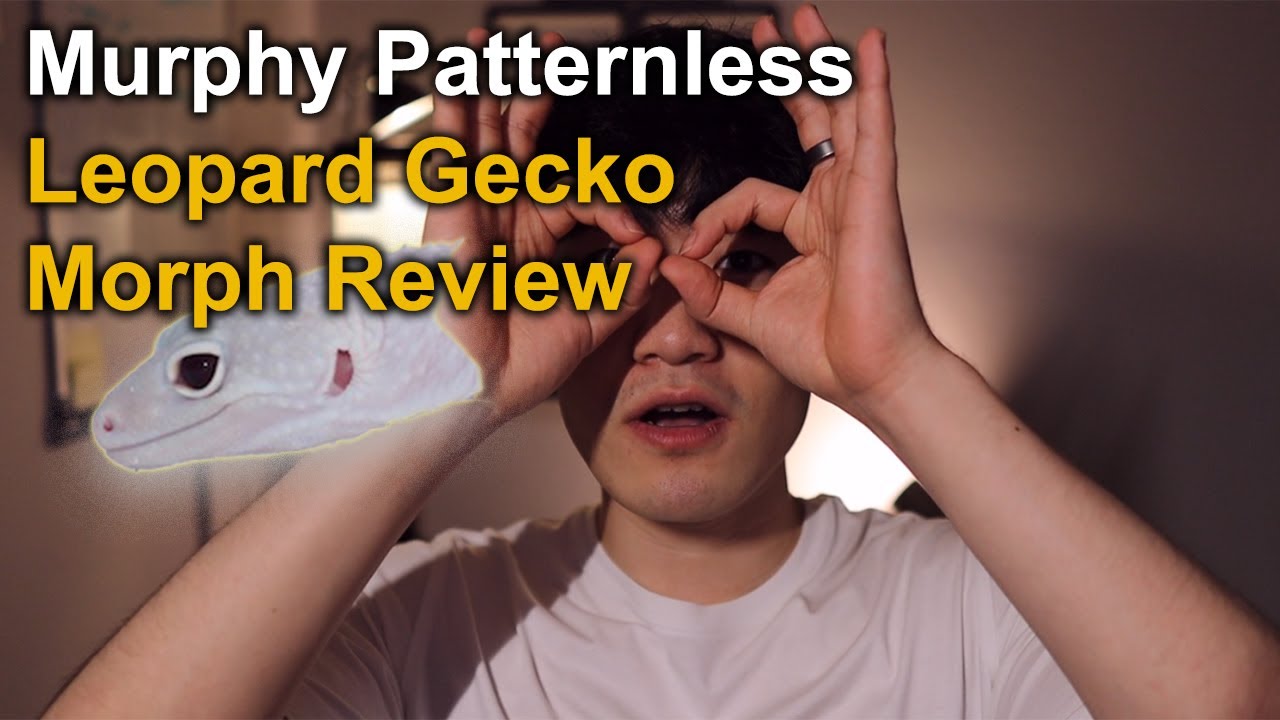 Murphy Patternless Leopard Gecko Morph Review | GECKOPIA