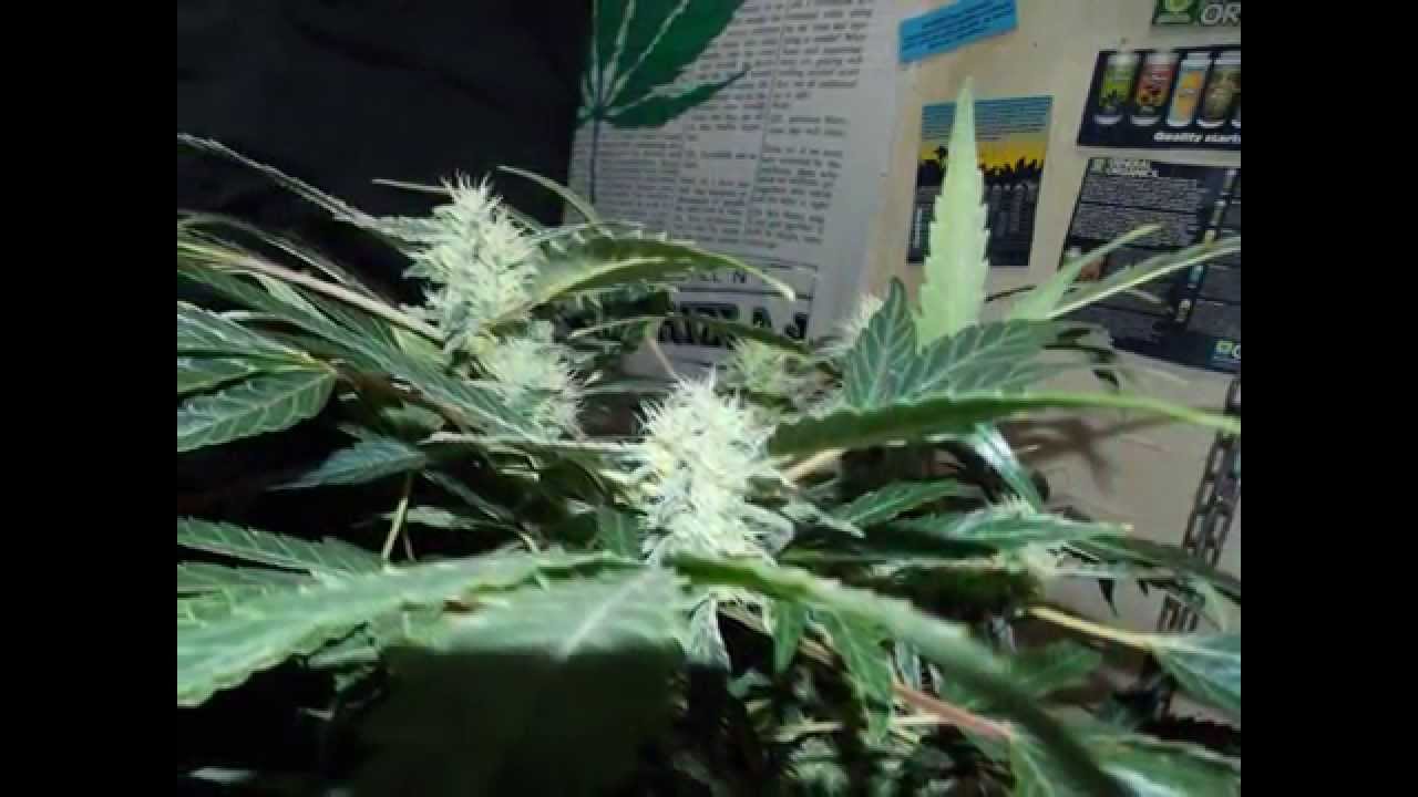 My Slideshow querkle tga genetics