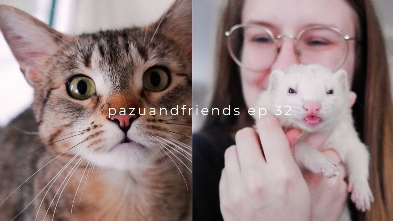Life With All The Animals! | Episode 32