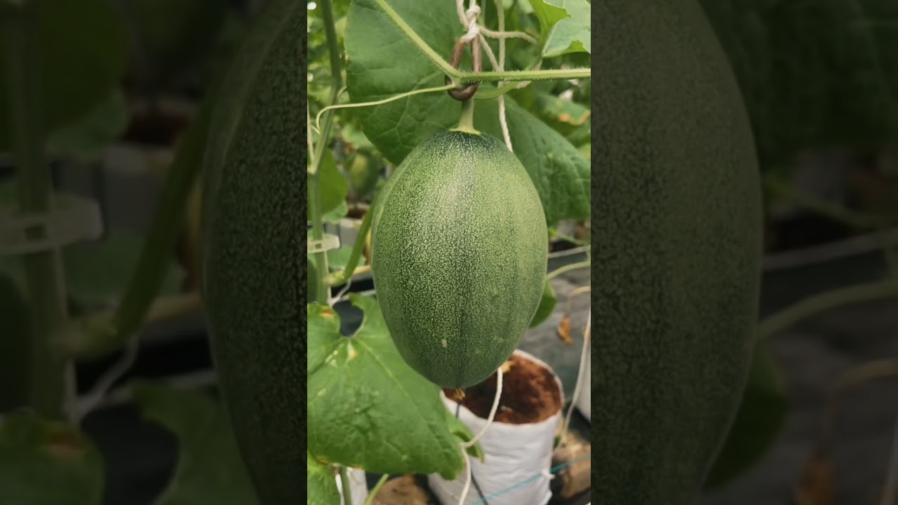 Melon 37 HST di Greenhouse Agropedia Nusantara #greenhouse #hidroponik #melon #melonfertigasi