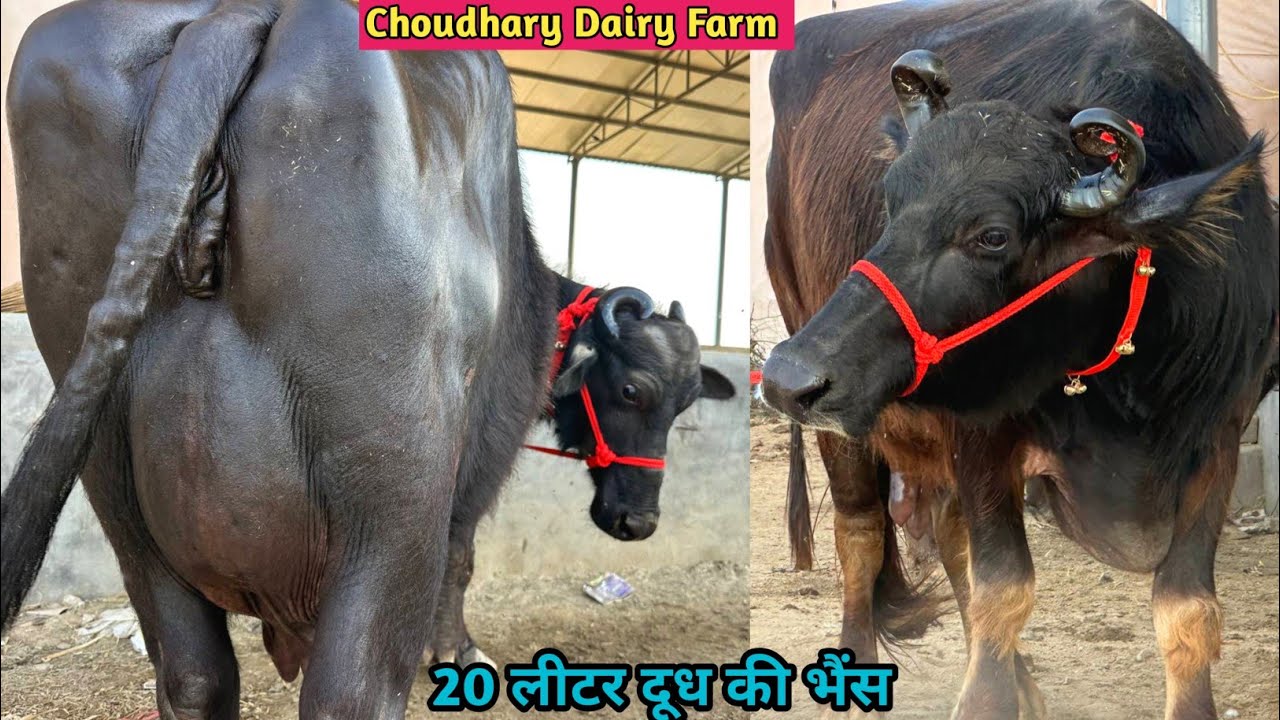 👍बङे दूध की 3 भैंसे बिकाऊ। जायज कीमत पर दूध 15 से 20 लीटर। Choudhary Dairy Farm Ganganagar