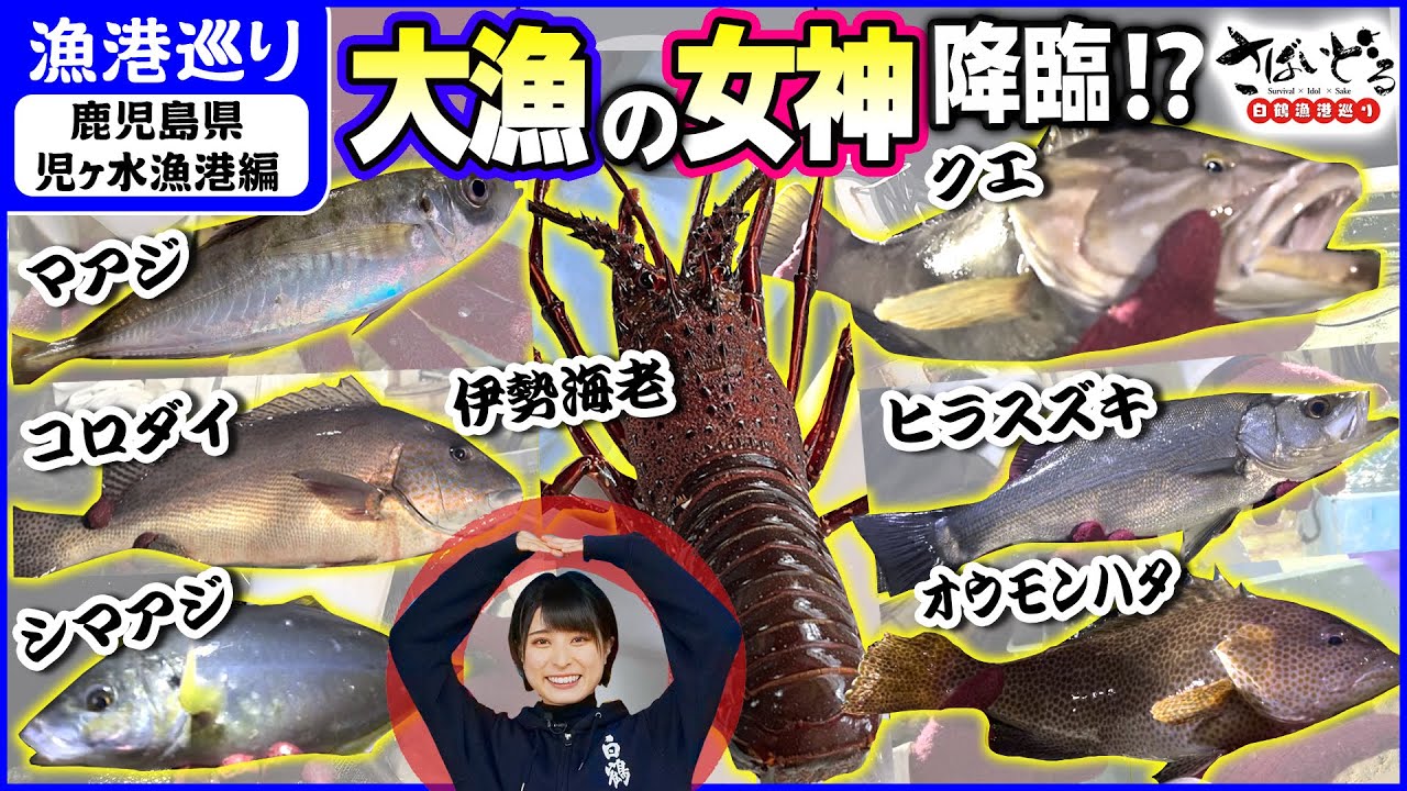 【真夜中の定置網漁】大漁の女神が降臨！シマアジ、クエ、伊勢エビと高級魚続出！？【漁港巡り 鹿児島県 児ヶ水漁港編】