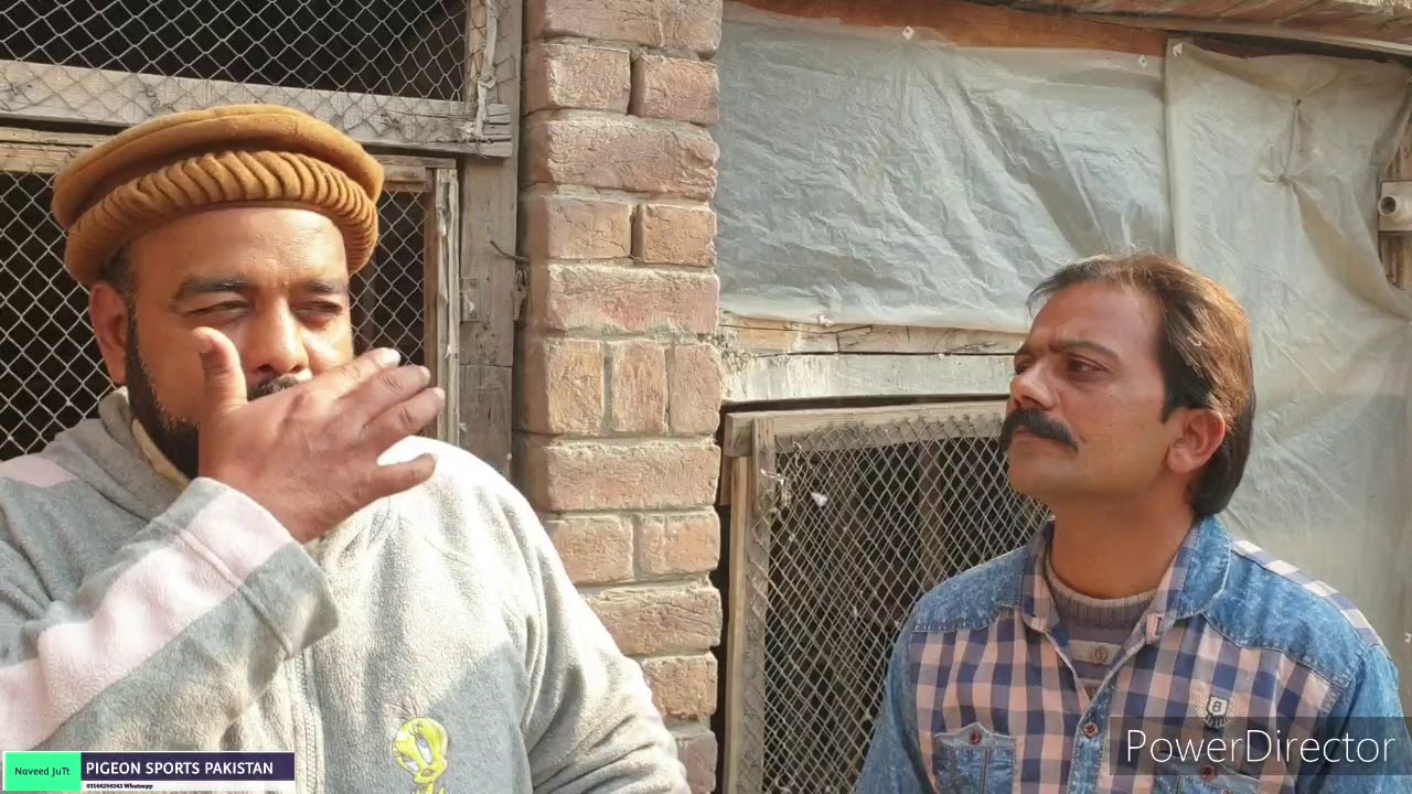 استاد رانا شوکت شاگرد باو حسن کے 79 والے بریڈر کبوتروں کا شوق  فیصل آباد