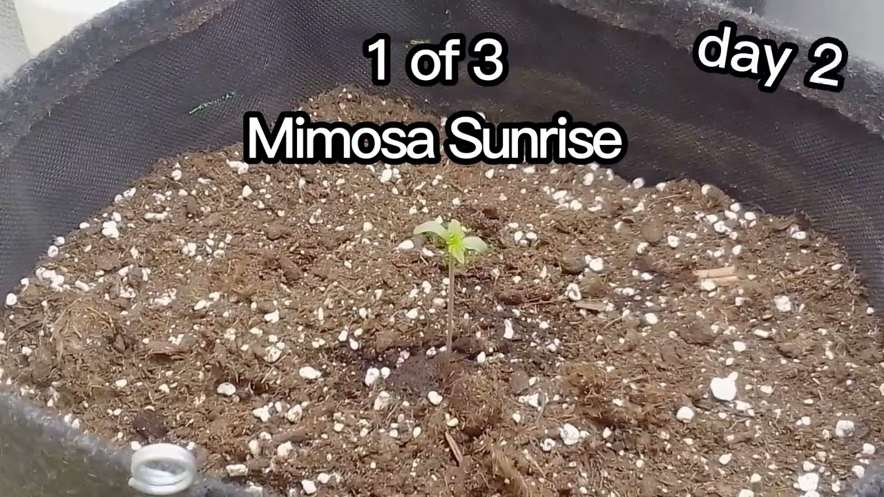 1 of 3 Mimosa Sunrise | Cannabis Timelapse