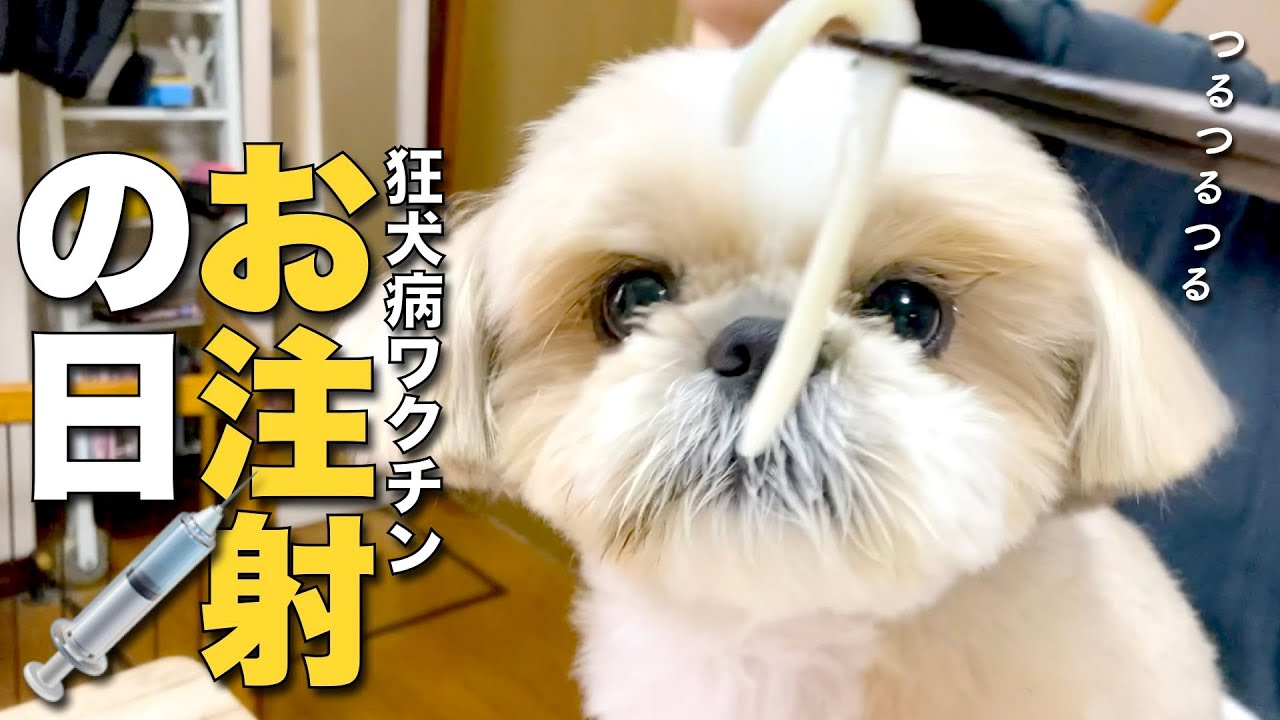 【シーズー】今年のチックンのご褒美は、つるつるしたアレです www（他 幸せな寝相・新しいご飯）【390】