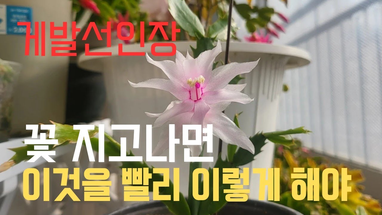 게발선인장// 🌺 꽃 지고나면// 이것을 빨리 빨리 이렇게 해야 100% 성공합니다.