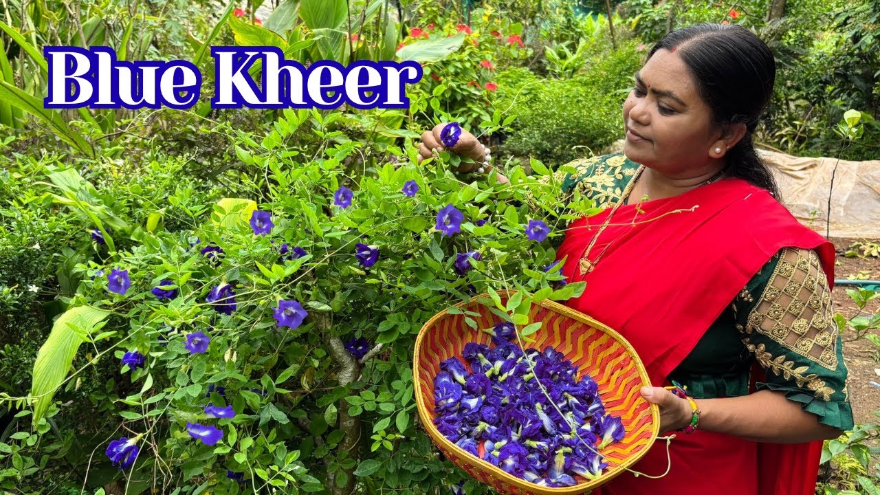 🦋Aparajita Flower Dessert | Natural Blue Sweet Recipe | Village Kitchen Special Recipe 🫕