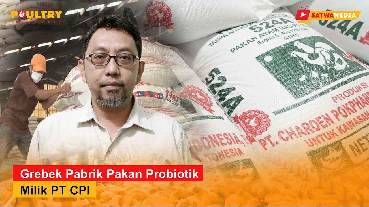 Pakan Probiotik, Rahasia Ayam Sehat dan Telur Berkualitas