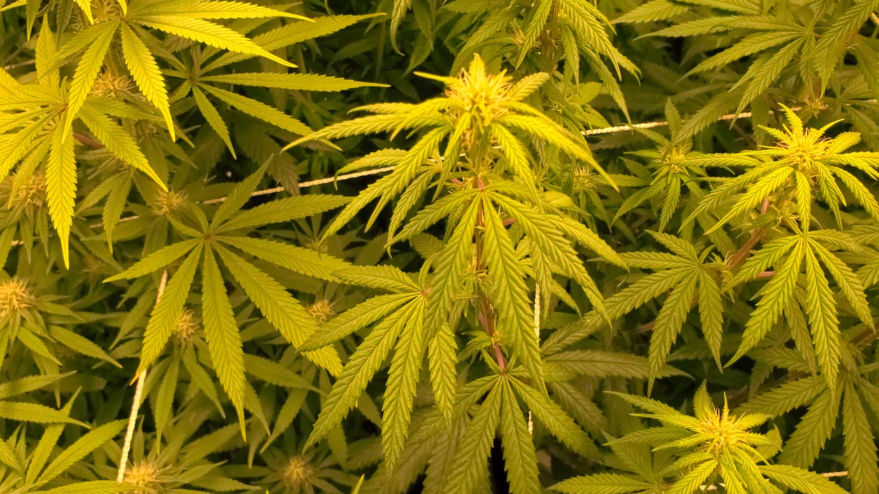 Indoor the Humboldt seed company Royal highness and vanilla frosting
