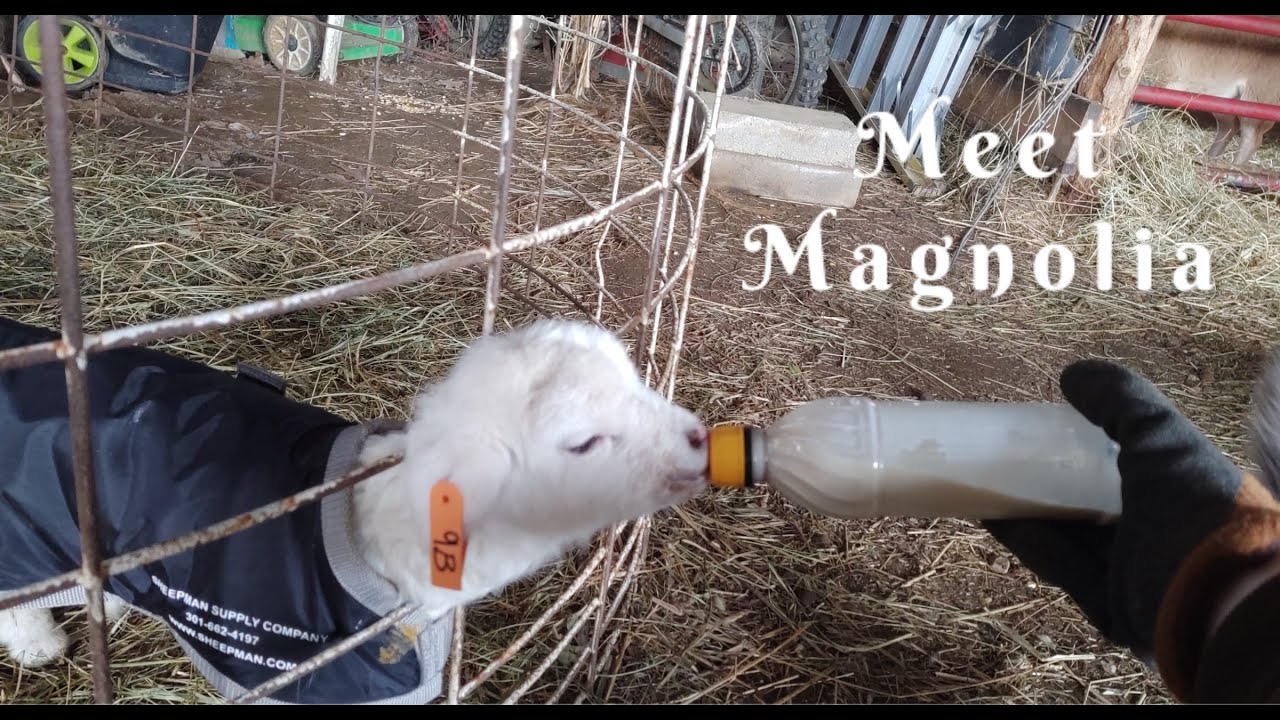 Recording Lambs & Magnolia Our Bottle Lamb