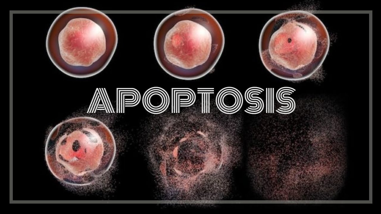 Biolog&iacute;a: Apoptosis, muerte celular programada, v&iacute;a extr&iacute;nseca | The Real Discovery