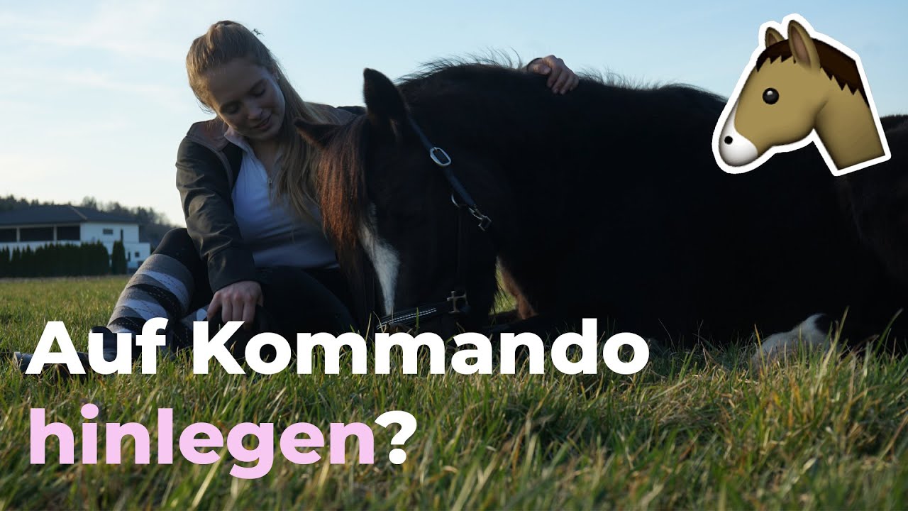 Auf Kommando hinlegen! 😱 | dandylearns