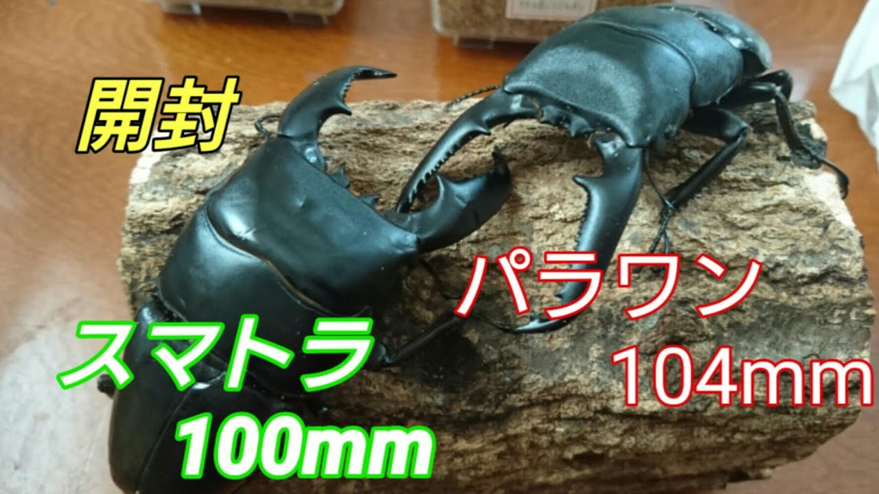 【大型】パラワンオオヒラタクワガタ降臨！