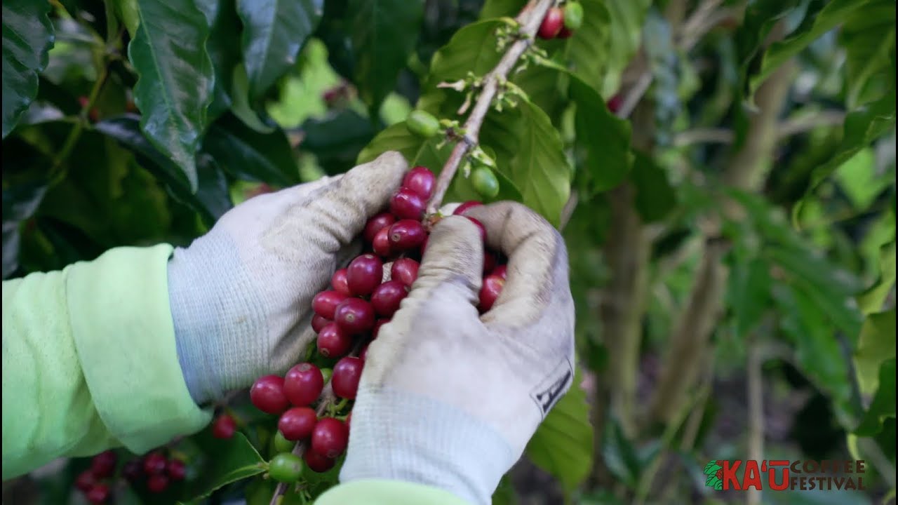 Ka'u Coffee Farm Tour - 2020 Ka'u Coffee Festival