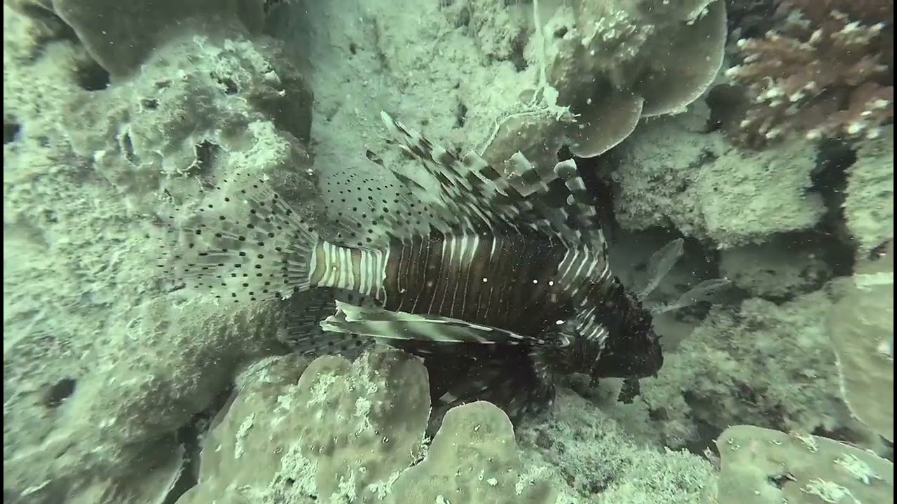 Possession Reef, Seychelles, Enero de 2026