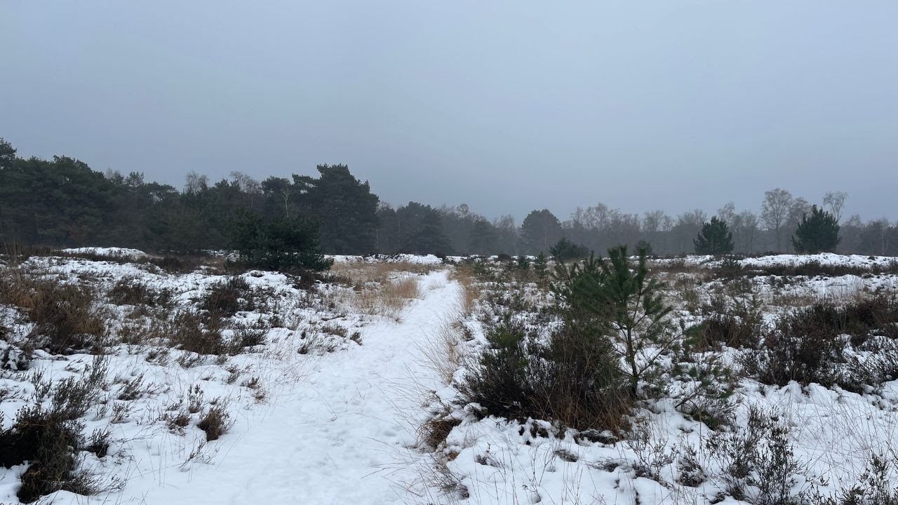 Silent Snowy Heathland Walk ~No Talking, No Music