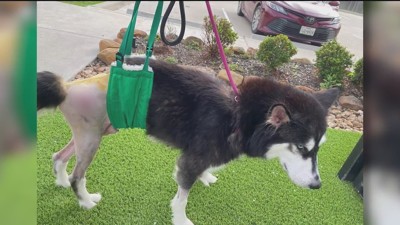 Dogs, Puppies Rescued From Being Put Down Need Help