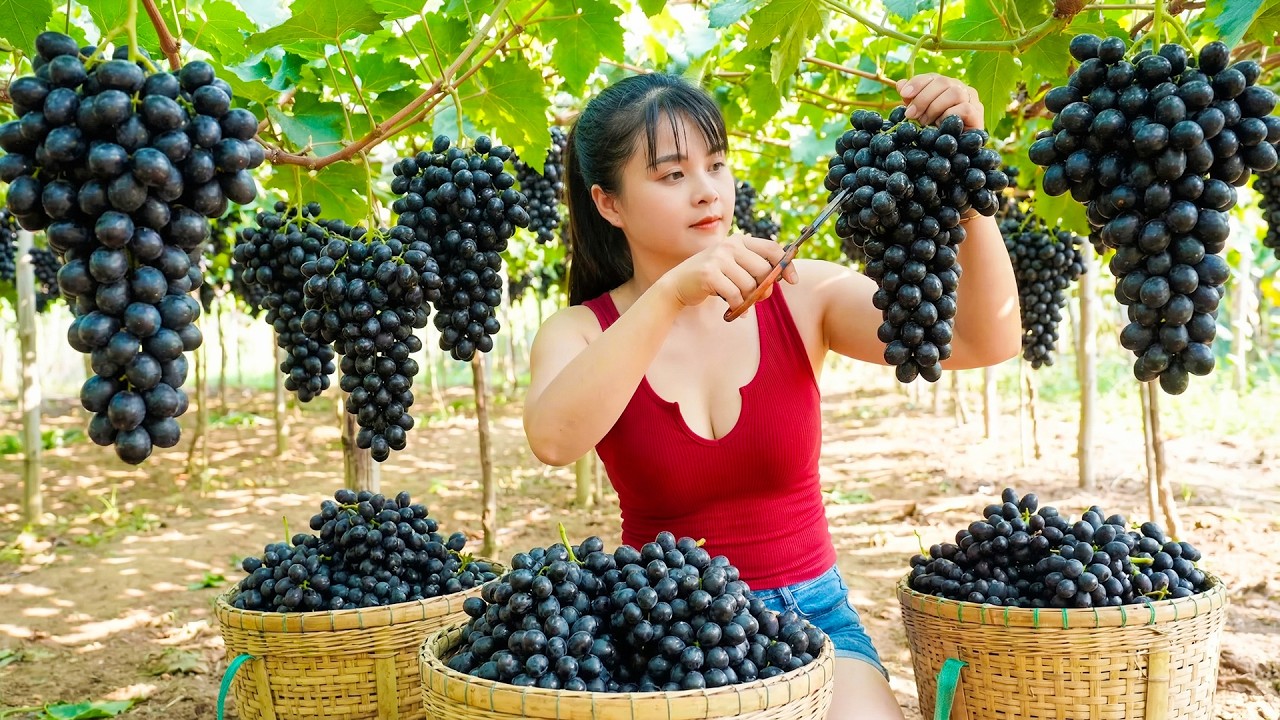 Harvesting Lots of Grapes Goes To Countryside Market Sell - Animals Care