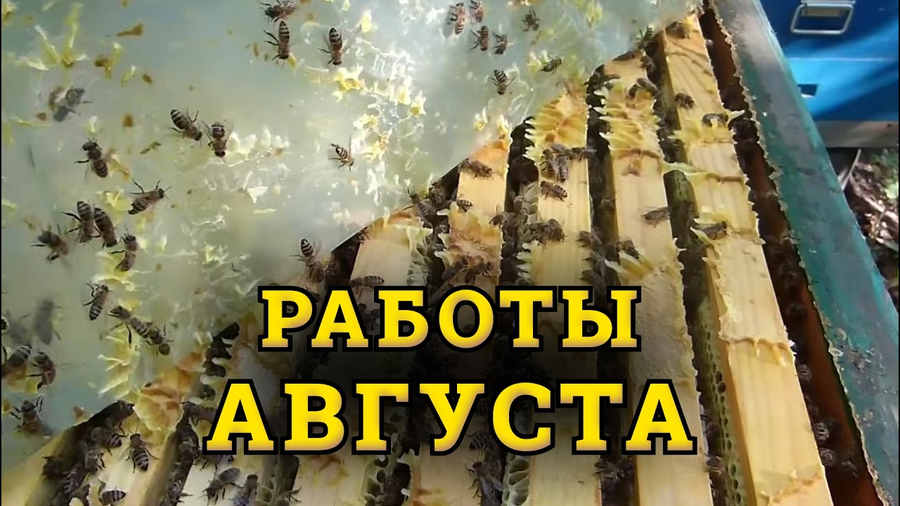 Как нарастить сильные пчелосемьи в зиму. Главные ошибки пчеловода в августе.