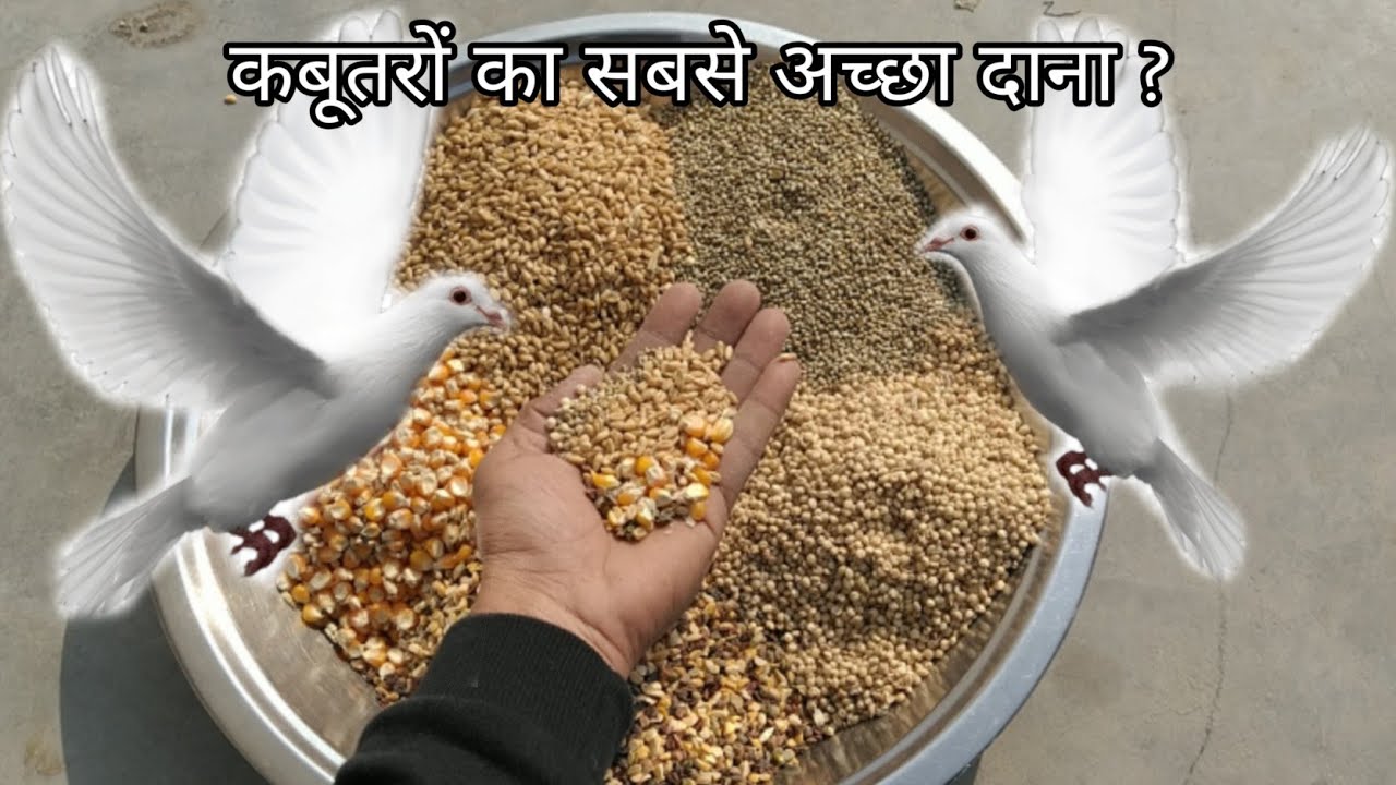 Pigeons Best Feed and mix food || kabootar ke liye Sab se Acha Dana