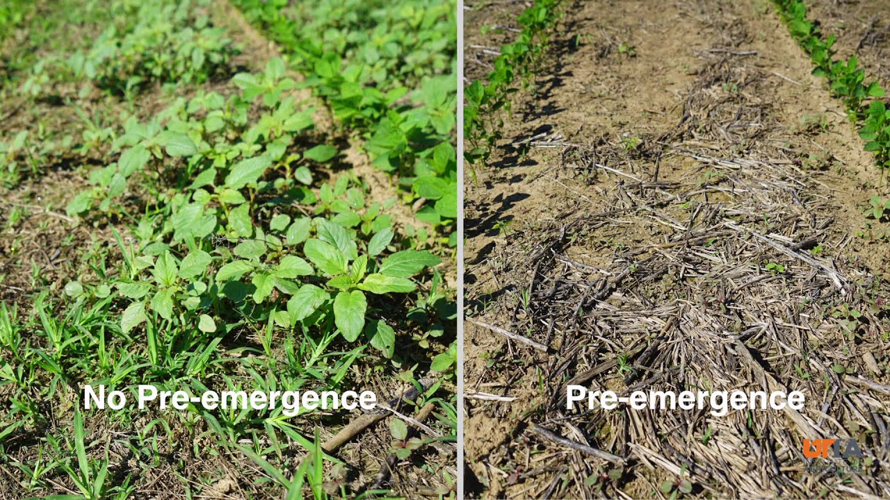 Why You Need a Pre emergence Herbicide