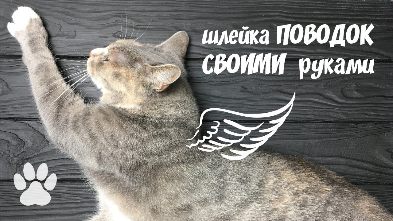 шлейка поводок для кошки своими руками из кожи