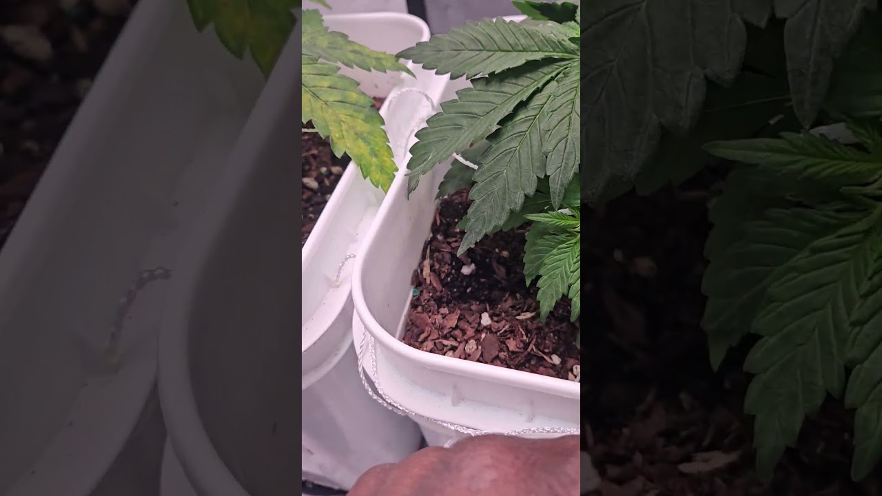 How to low stress train (LST) autoflowers! This a short for my Smoke Tent grow series like & sub!