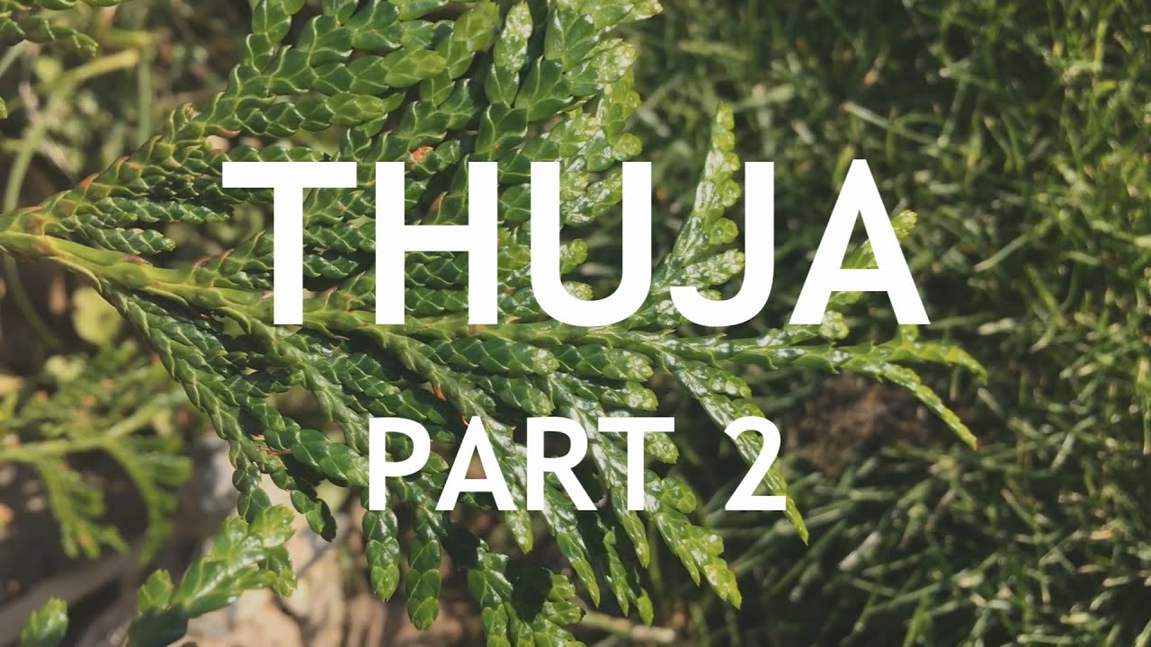 Thuja Bonsai, 2