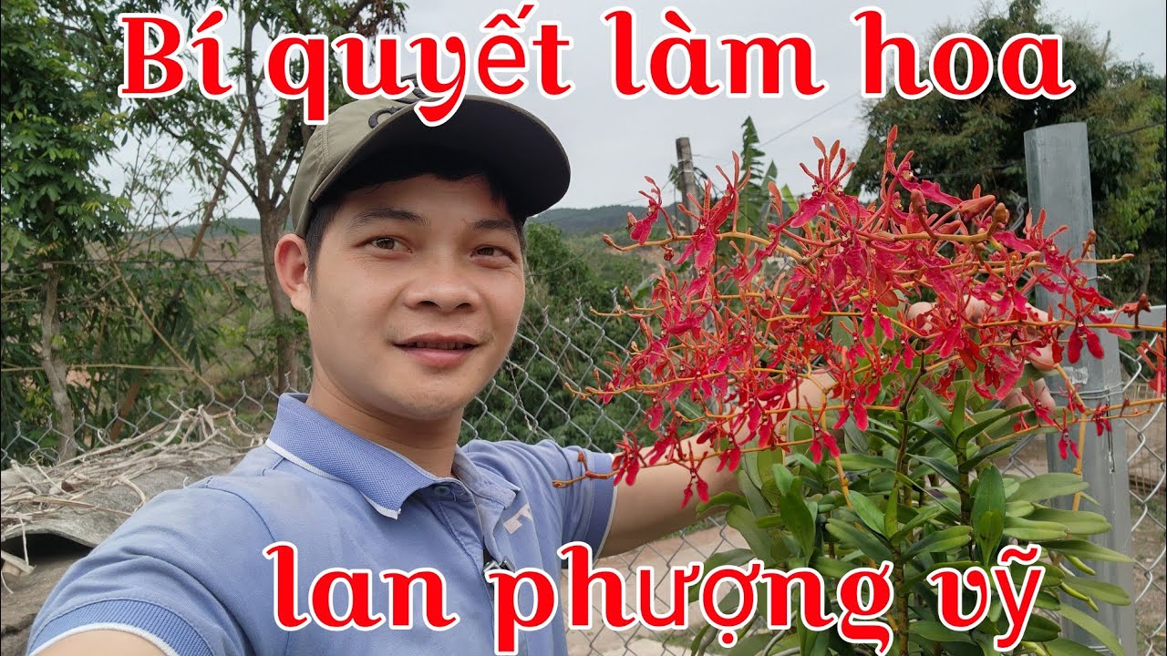 Lan phượng vỹ có khó ra hoa như lời đồn, cách trồng lan phượng vỹ siêng hoa | phong lan rừng pv