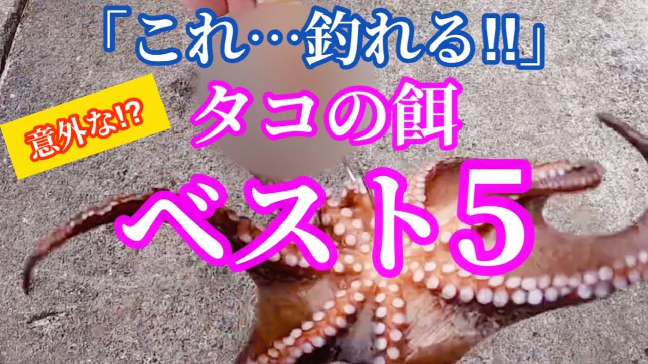【タコ釣り】安くて釣れる！変わり種タコ釣の餌ベスト５！
