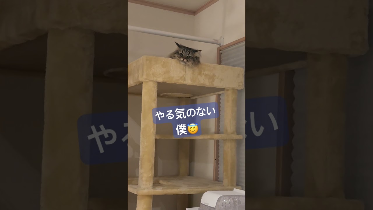 #ねこ　#猫　#ネコ部　#ねこ部  #ねこ動画  #ねこのきもち  #ねこ好き  #ねこのいる生活  #ねこのいる暮らし