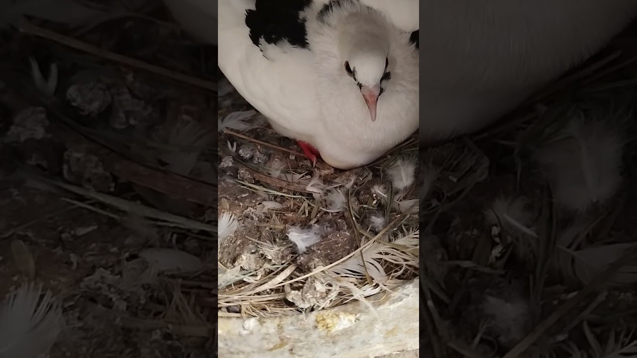 #نظافه غيتك من أسباب نجاح مشروعك فيديو اوعي يفوتك من مشروع الحمام البلدي والربح 