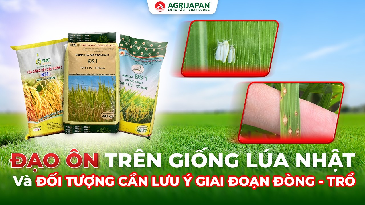 ĐẠO ÔN và RẦY PHẤN TRẮNG - ĐÃ VÀ ĐANG XUẤT HIỆN GÂY HẠI - TRÊN LÚA NHẬT ĐS1