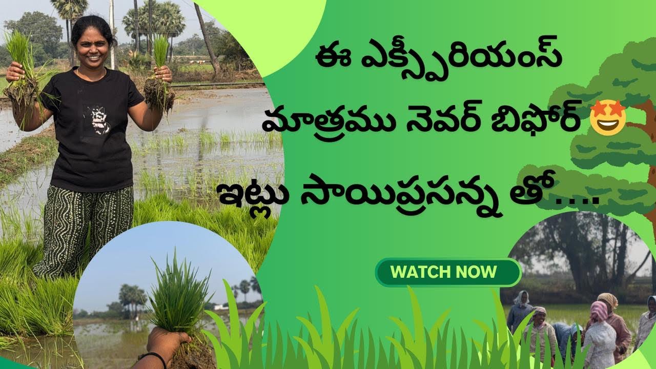 ఈ ఎక్స్పీరియన్స్ నెవర్ బిఫోర్🤩।। చదువుకి దీనికి ఏమైనా సంబంధం ఉందా🤔??  Agriculture 👩‍🌾 