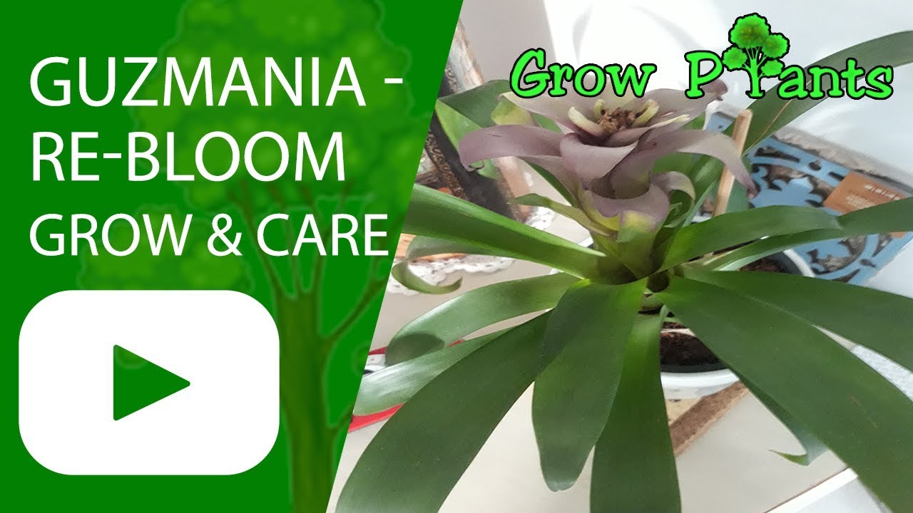 Guzmania - grow, care and re-bloom