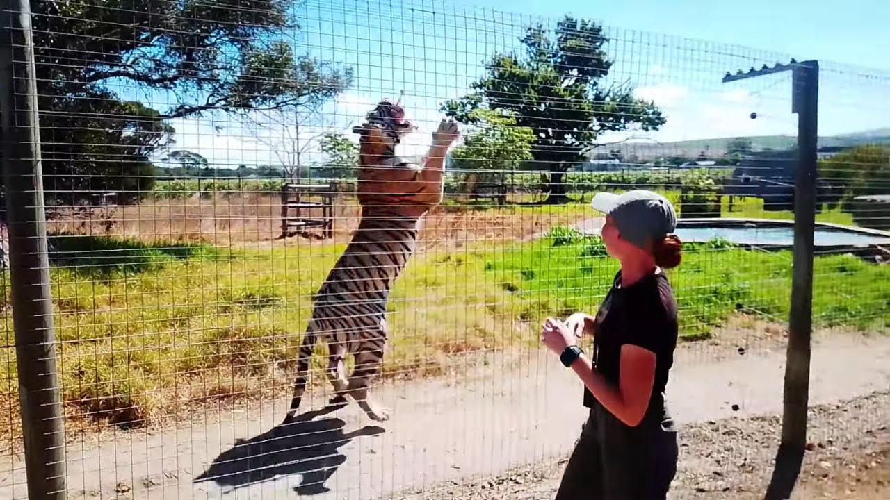 Big Cats Like You've NEVER Seen Before at Vredenheim Wine & Wildlife!