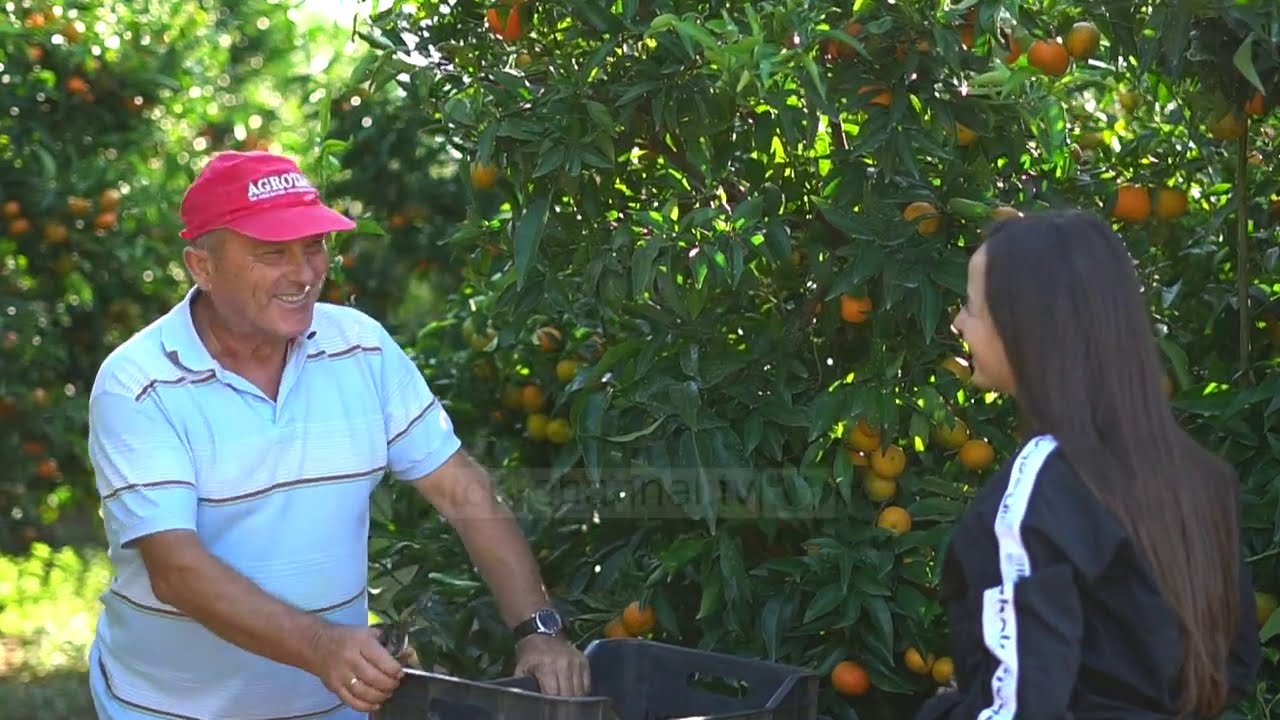 Në fshatin e mandarinave/ Në Xarrë shumica e banorëve jeton vetëm me agrumet
