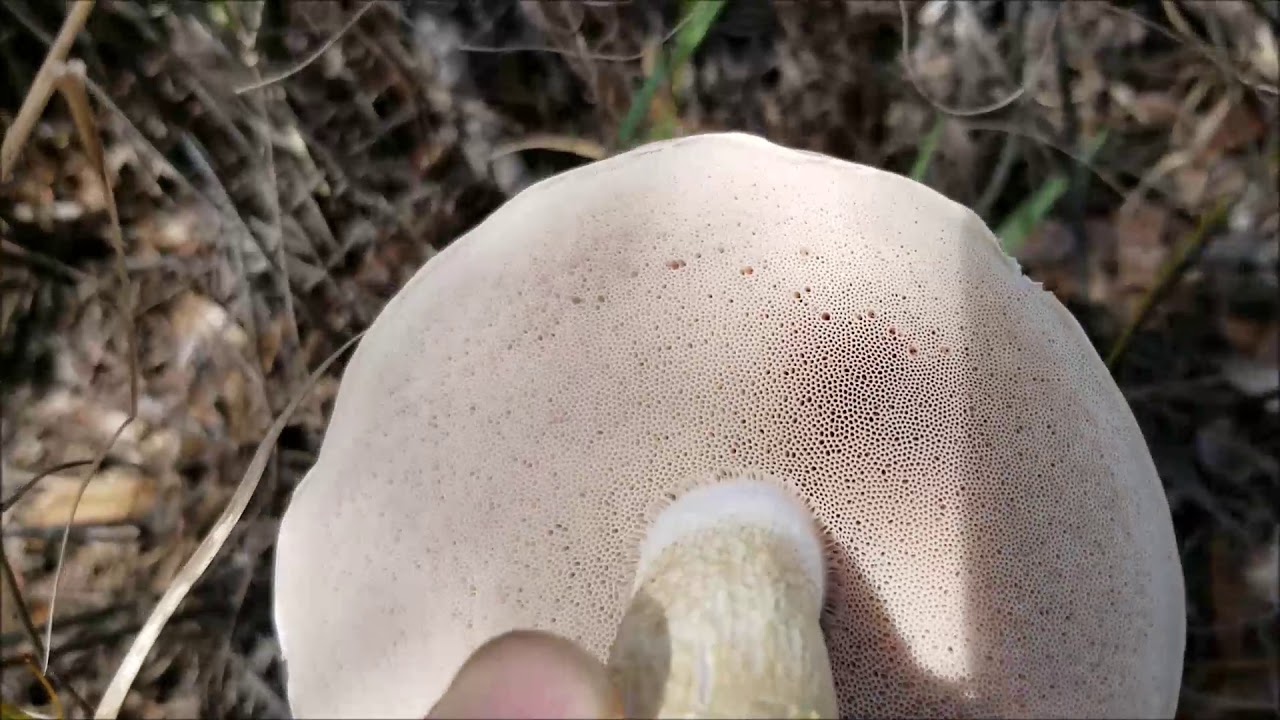 Florida Foraging