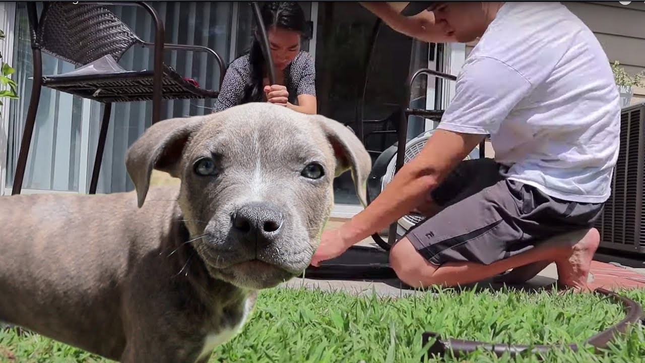Our Puppy Loves Being Outside