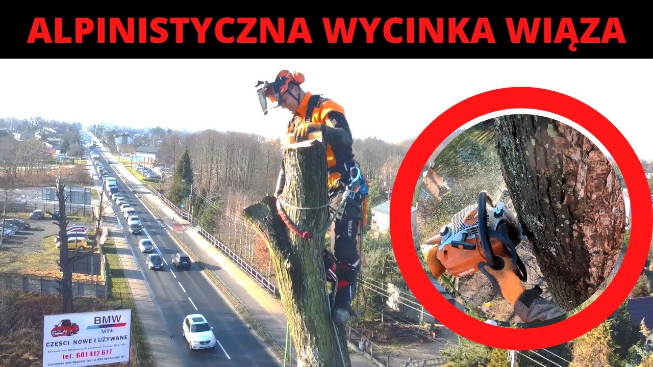 KOLEJNY WIĄZ O ŚREDNICY 140 CM! - Alpinistyczna wycinka wiąza