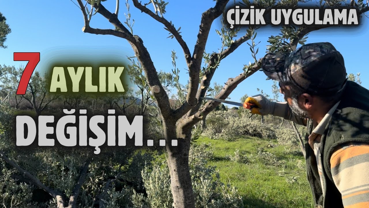 Zeytin Ağaçlarına Çizik Atma Uygulaması.Method of scratching olive tree. #zeytinbudama #budama