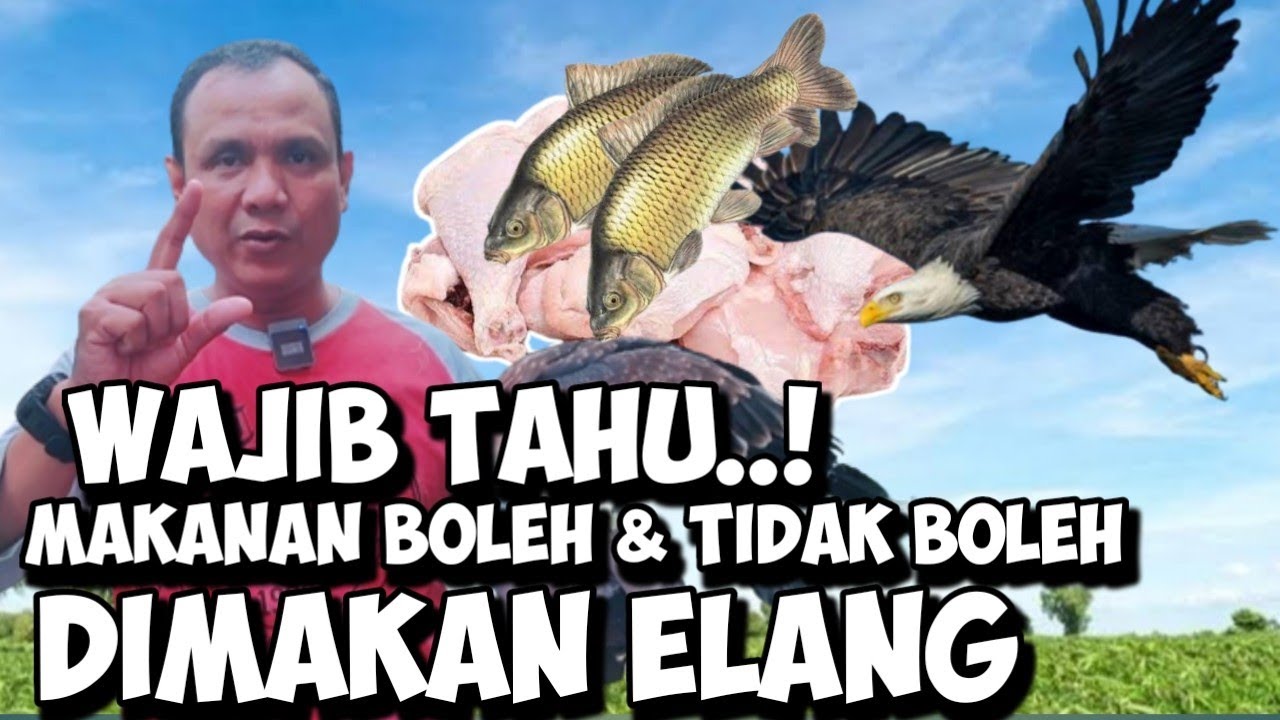 WAJIB TAHU..! MAKANAN ELANG, YANG BOLEH DAN TIDAK BOLEH, ELANG BONDOL, BRAHMINY KITE INDONESIA