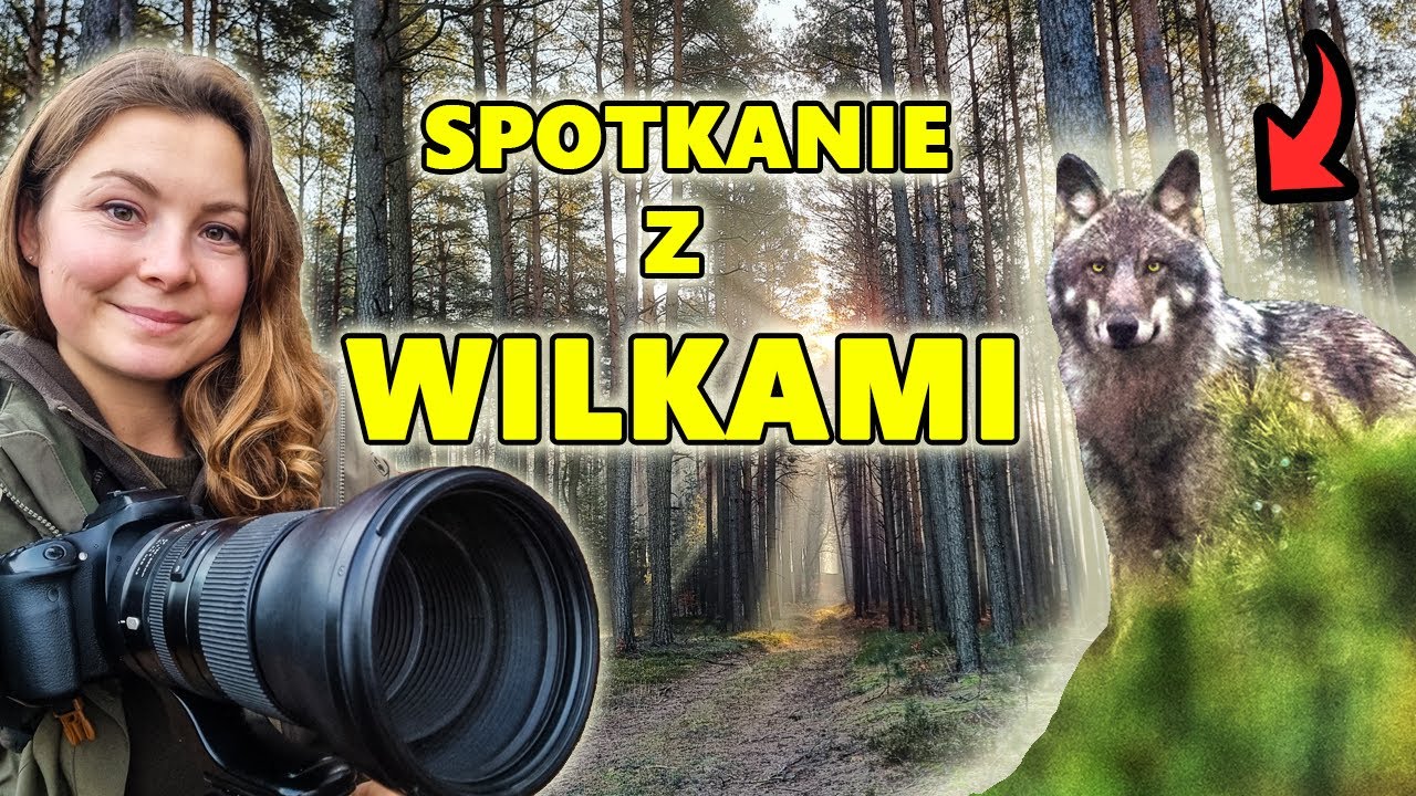 WILKI w POLSKIM LESIE i nagrania z FOTOPUŁAPKI #13 Woman From Forest