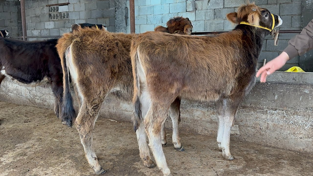 SHVET IZLAGANLAR KO’RSIN✅JUDAYAM ARZON BO’LDI NARX💥