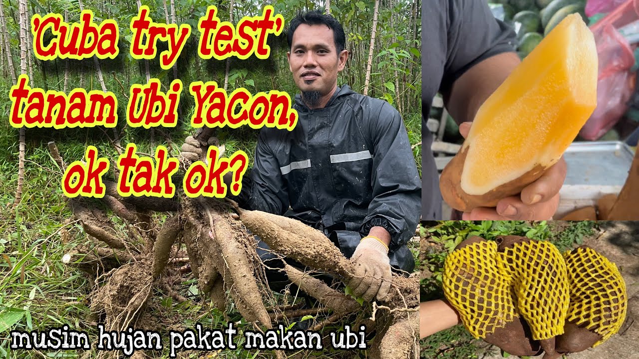 Sebab-sebab kenapa perlu tanam ubi kayu & Ubi Yacon
